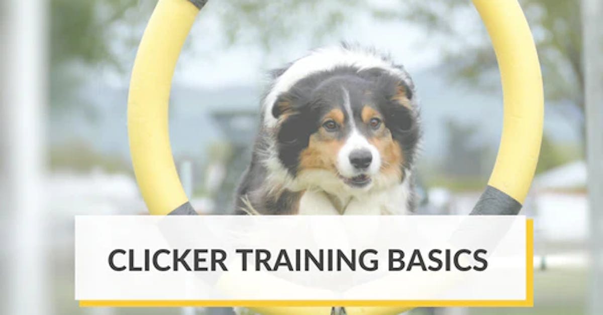 Clicker Training: Mark & Reward Dog Training Using Clickers
