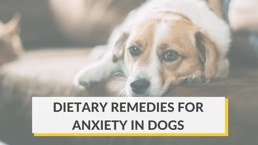 Dog best sale anxiety remedies