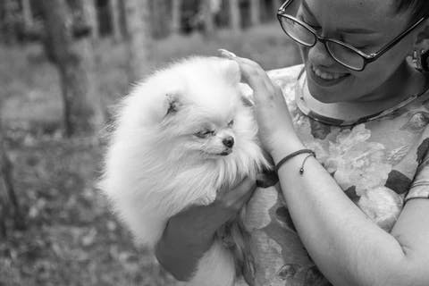 dog image