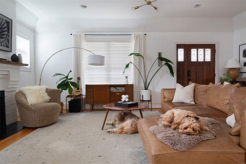 Image of two dogs caught snoozing with the Furbo Dog Camera.
