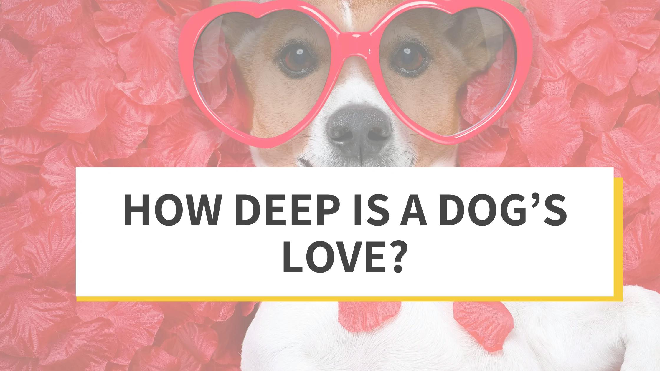How Deep Is a Dog’s Love?