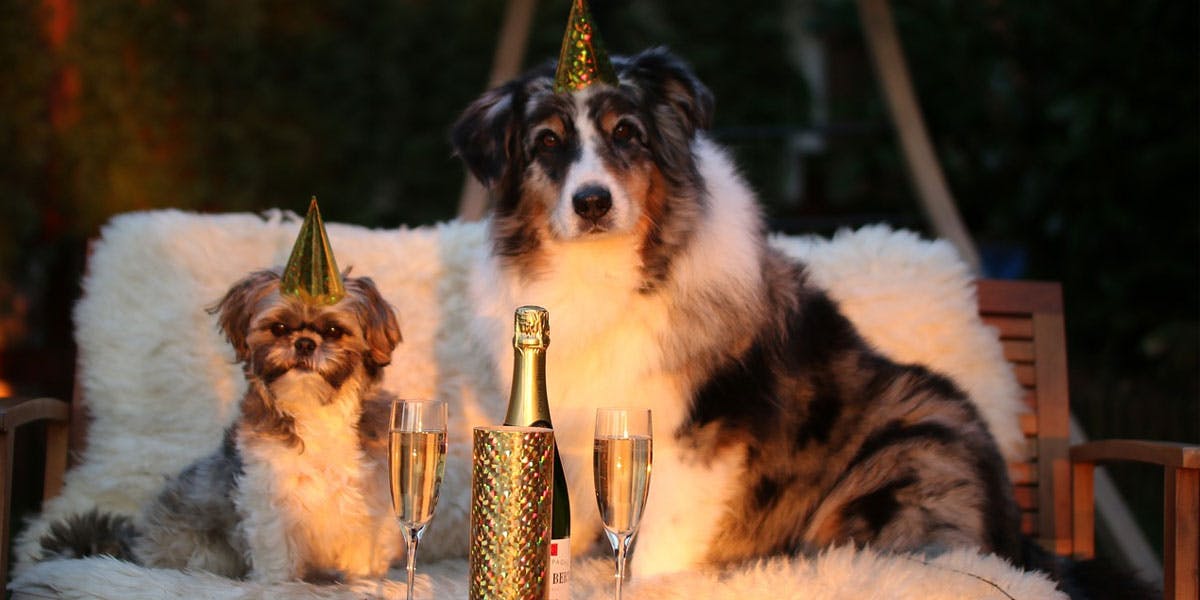 A photo of a shih tzu and an Australian shepherd wearing gold party hats, with a bottle of champagne in the foreground