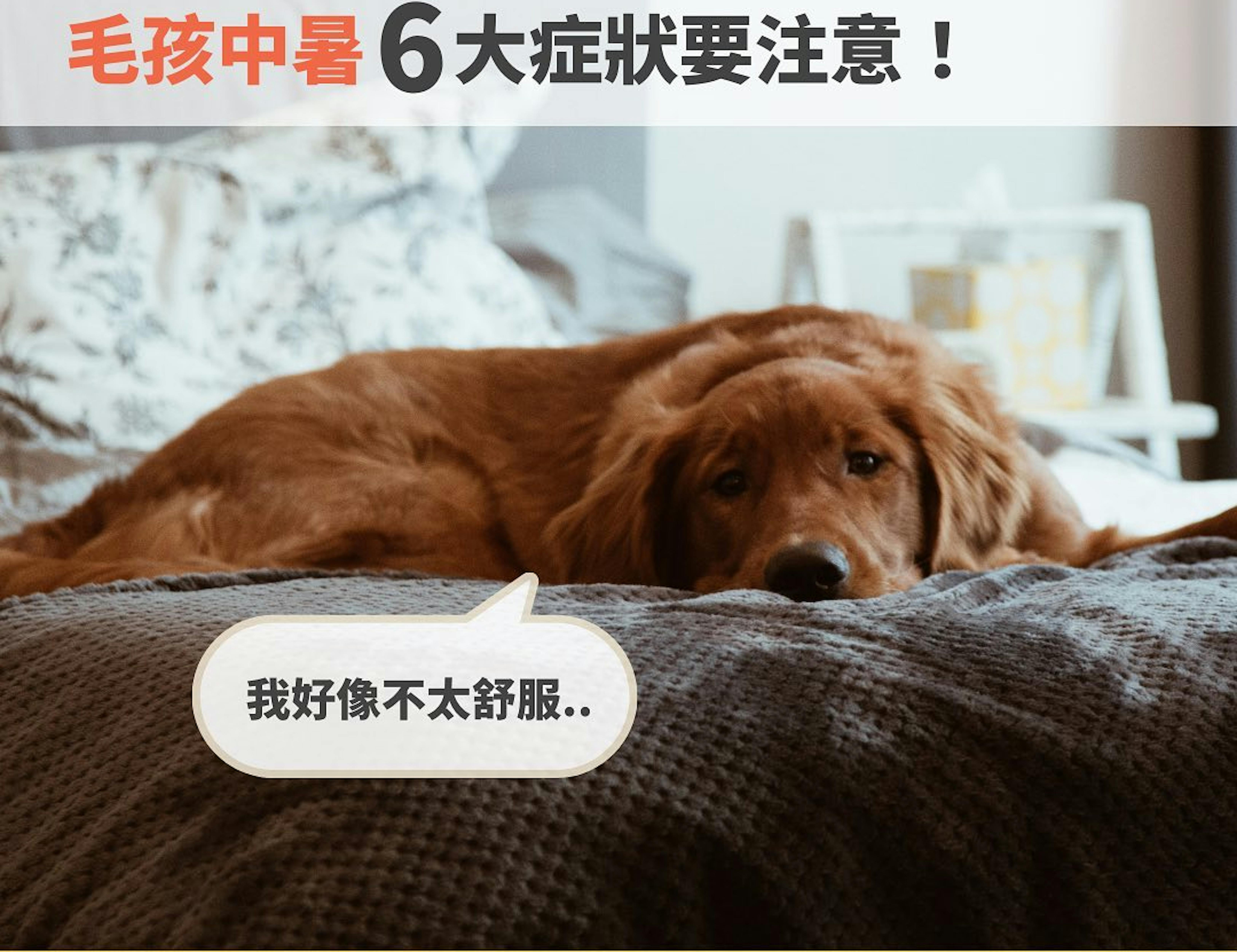 毛孩中暑注意事項