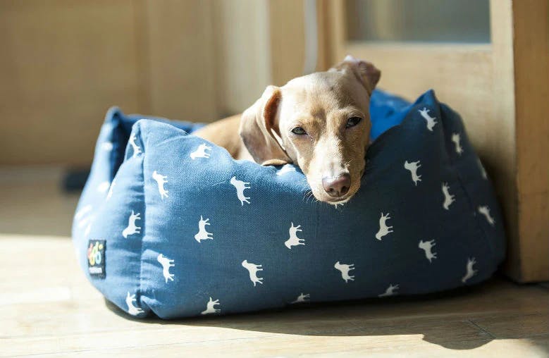 new dog bed
