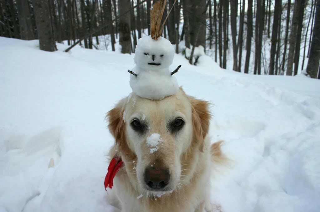 Dog in the snow