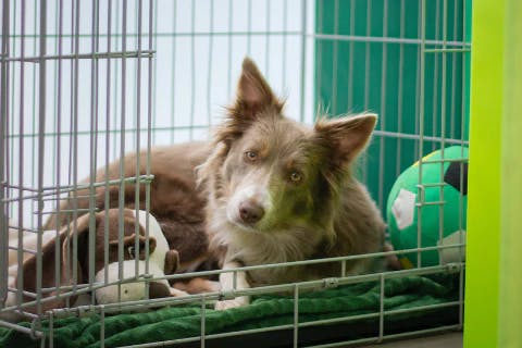 Dog image