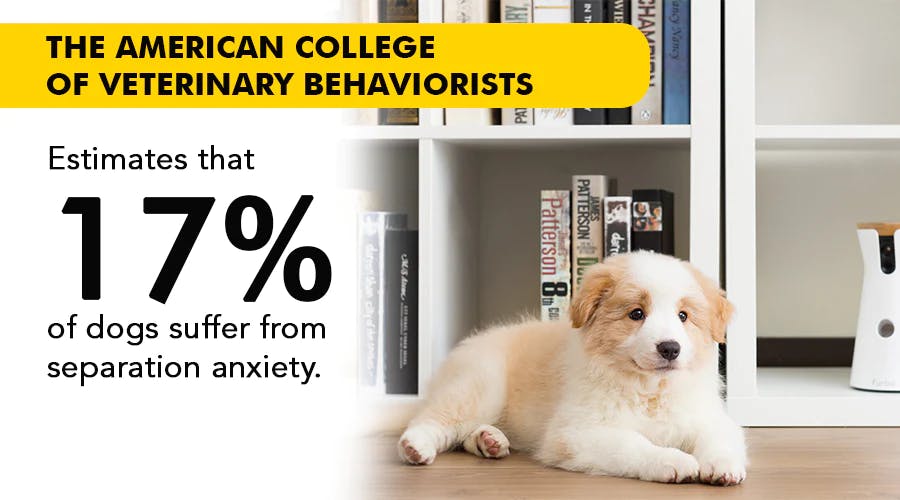 17% of dogs suffer from separation anxiety