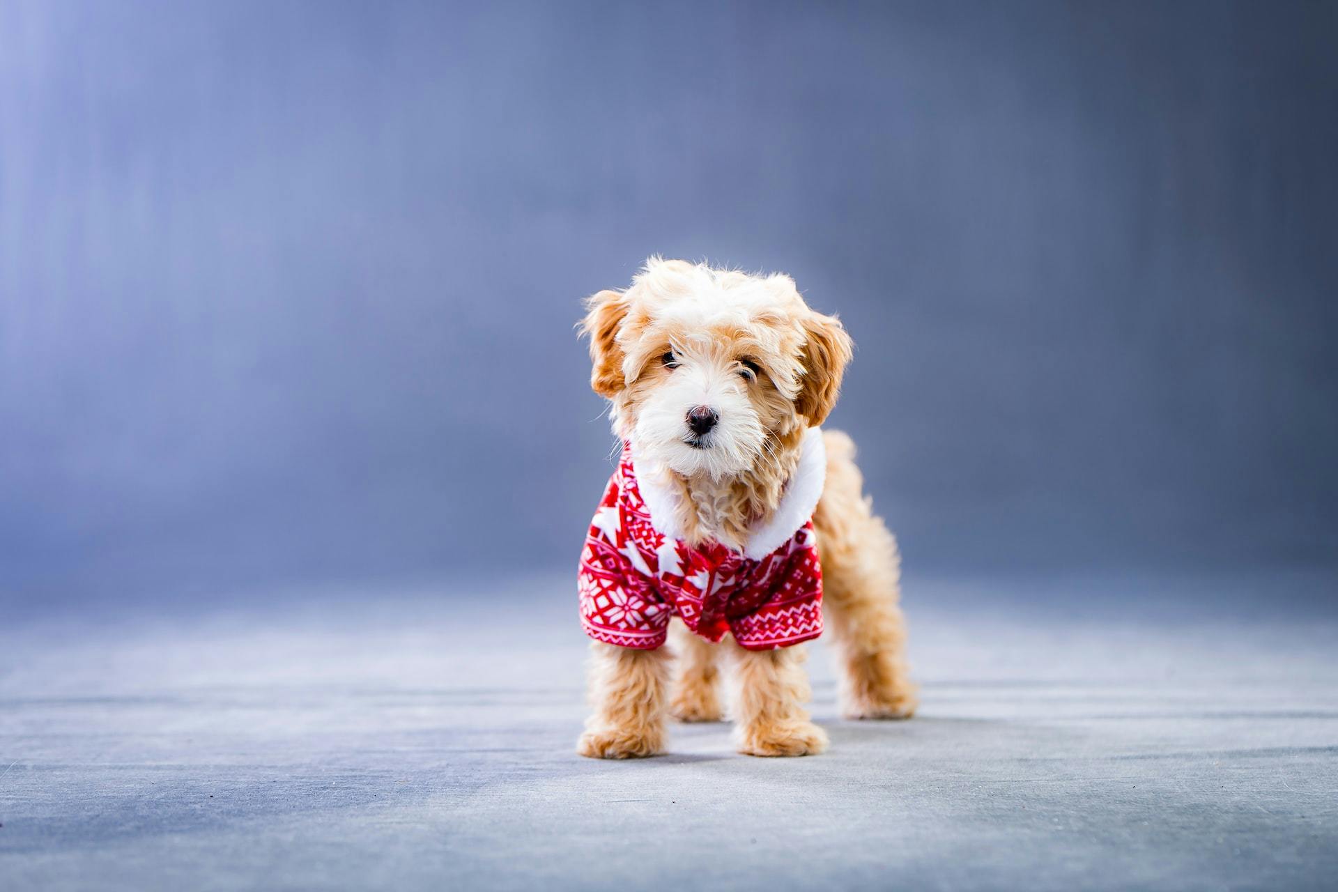 Dog in sweater