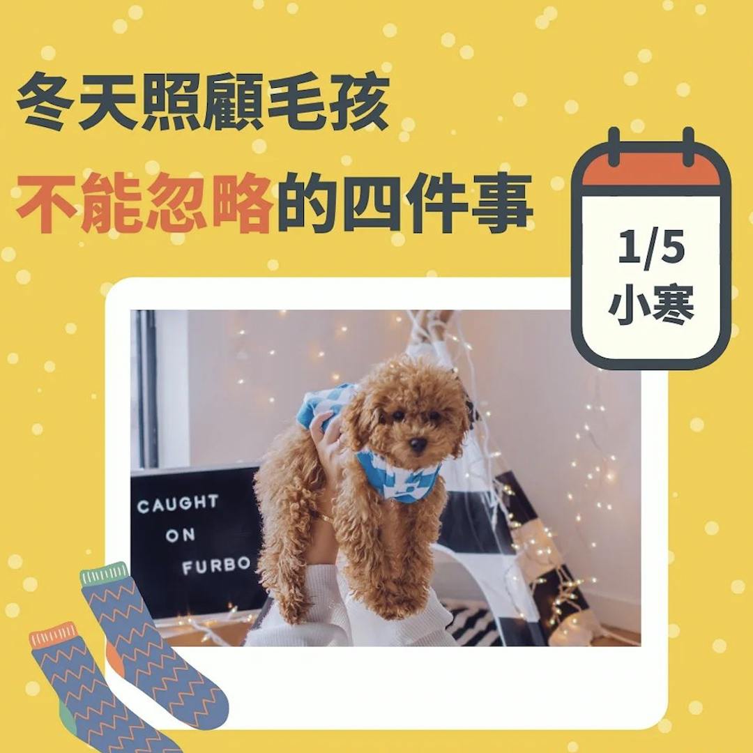 冬季護理指南。冬天照顧毛孩的四件事