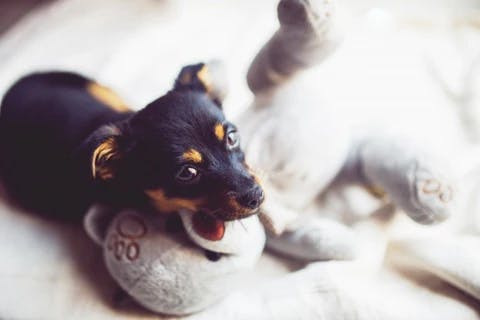 dog with toy