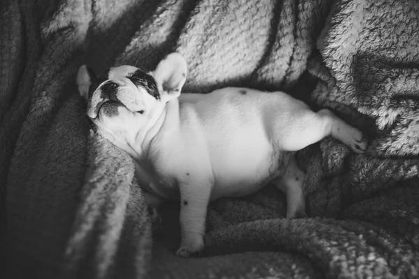 Dog sleeping on bed