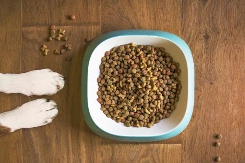 Dog treats