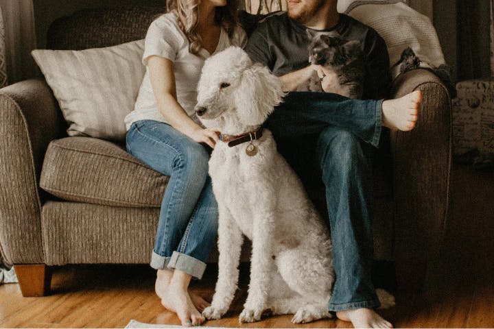 Dog and human