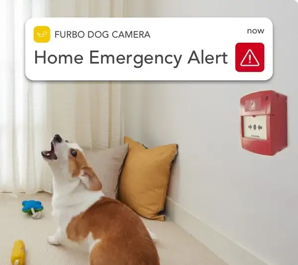 Furbo Dog Camera | Treat Tossing Pet Camera with Barking Alerts