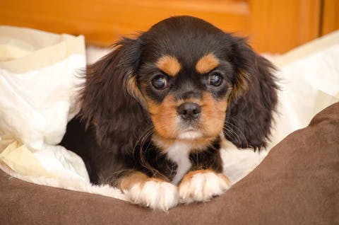 cute doxie image