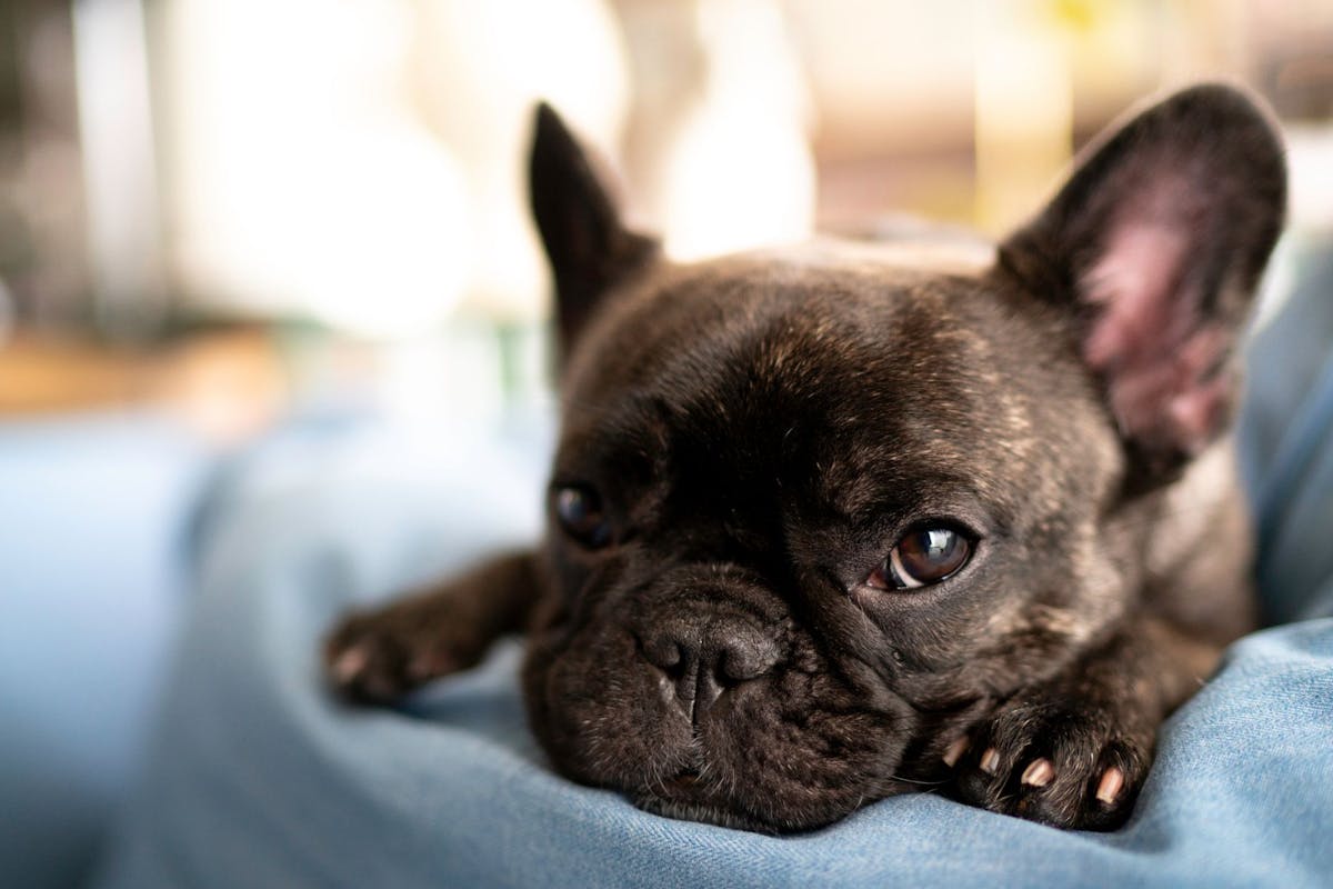 french-bulldog-indoors