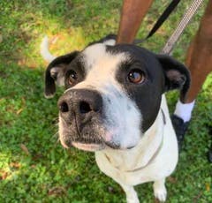 American Pit Bull Terrier