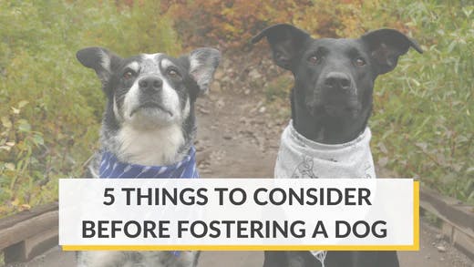 Things to Consider Before Fostering a Dog