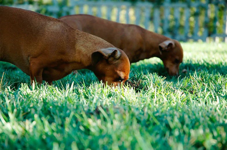 is it ok for puppy to eat grass