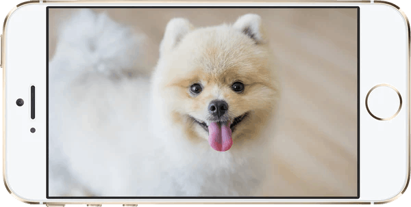 Dog on phone