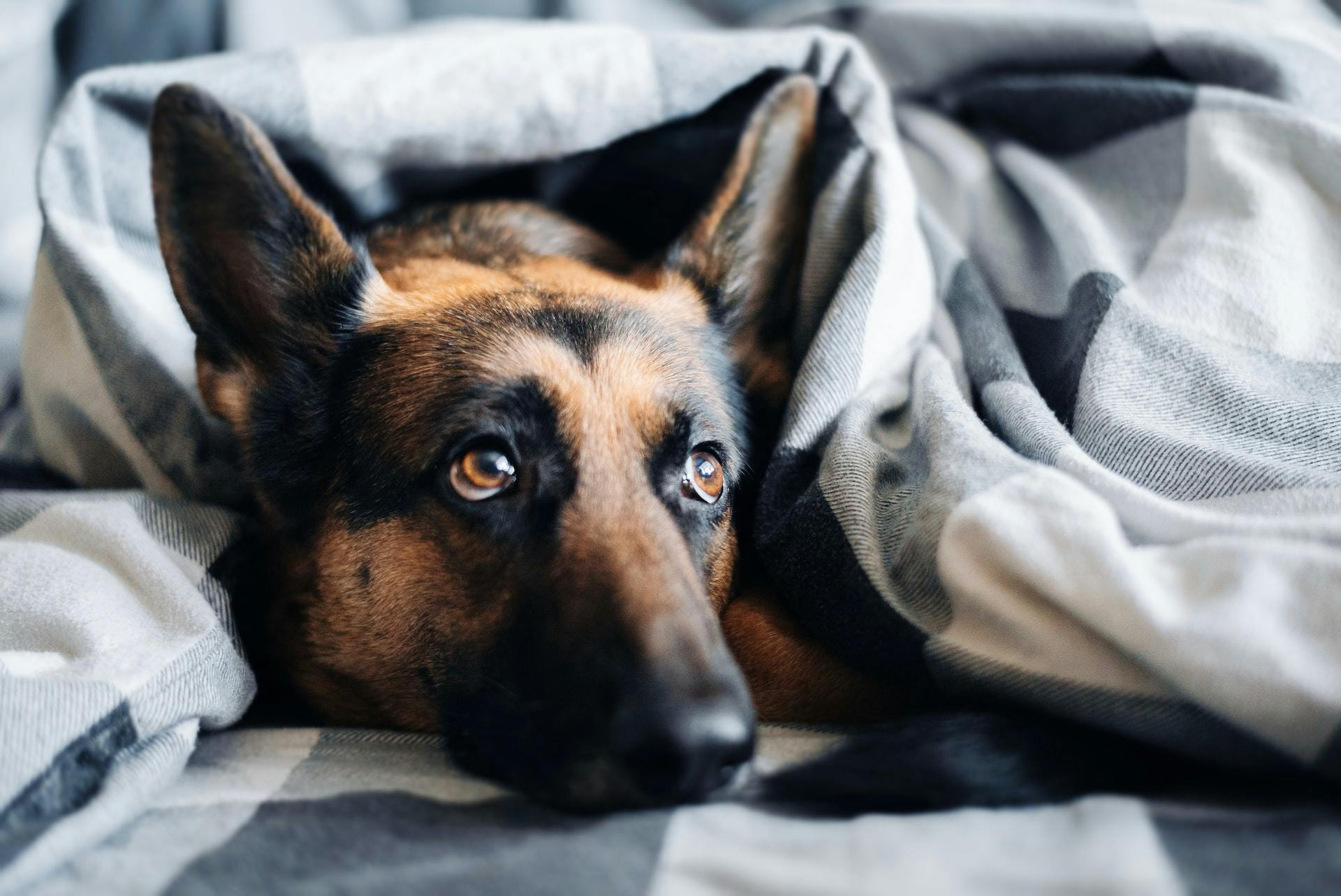 Dog laying in blanket