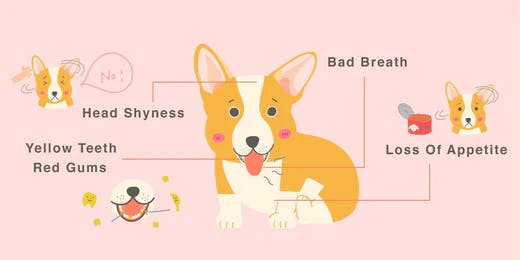 how do i know if my dog has gingivitis