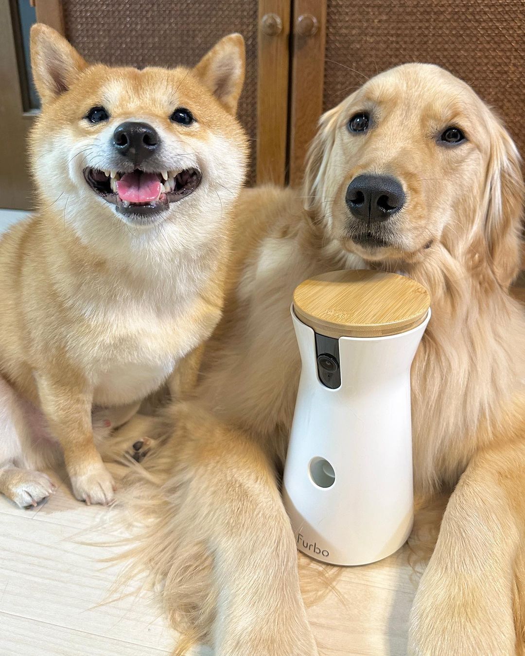公式】Furboドッグカメラ 360°ビュー｜最大83% OFF🎉 商品詳細