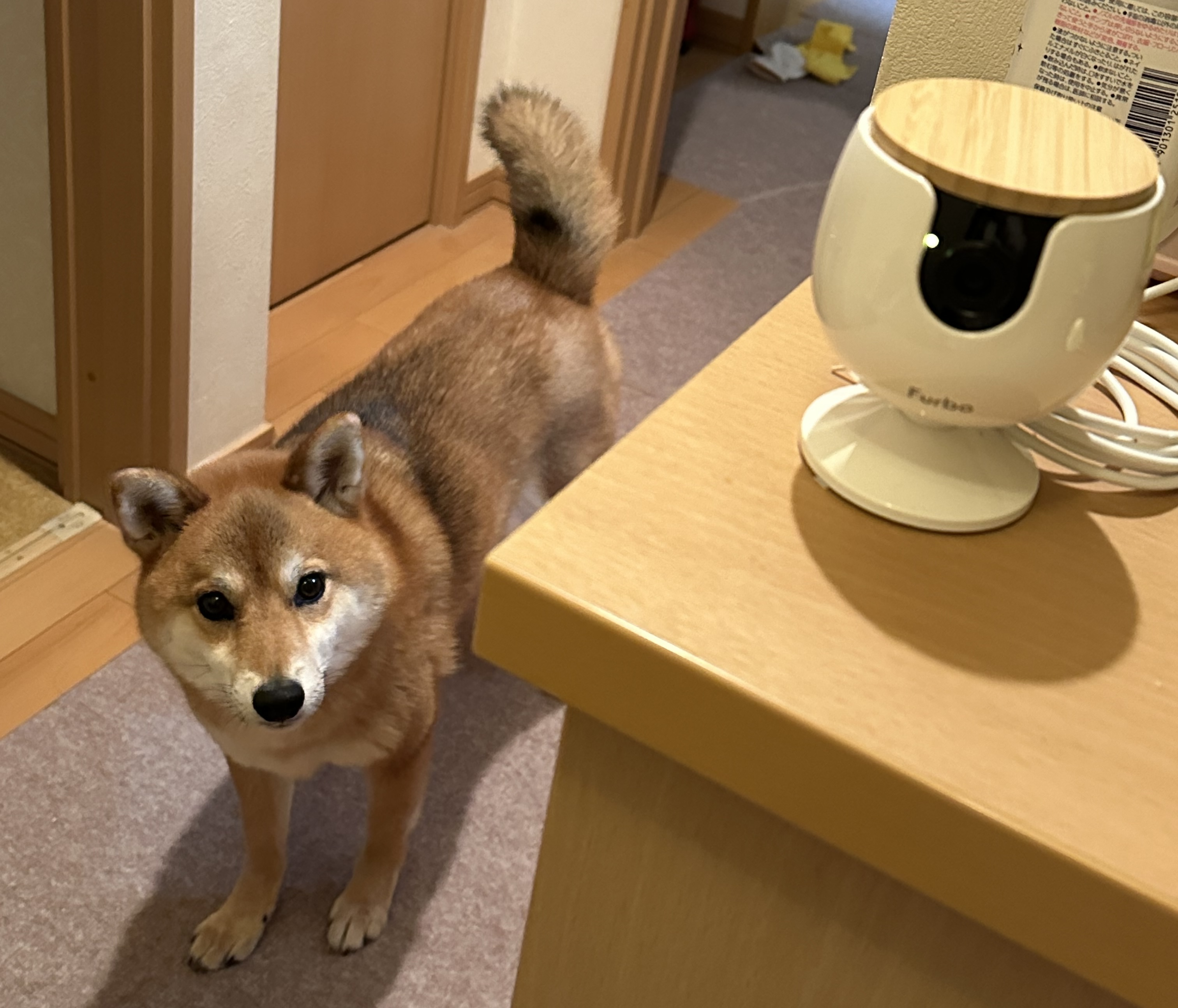 公式】Furboミニ | 最新AI搭載の小型ペットカメラ 公式】Furboミニ | 最新AI搭載の小型ペットカメラ