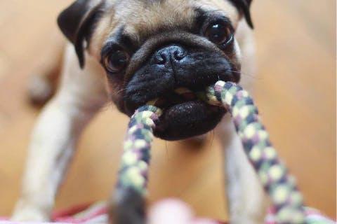Dog chewing image