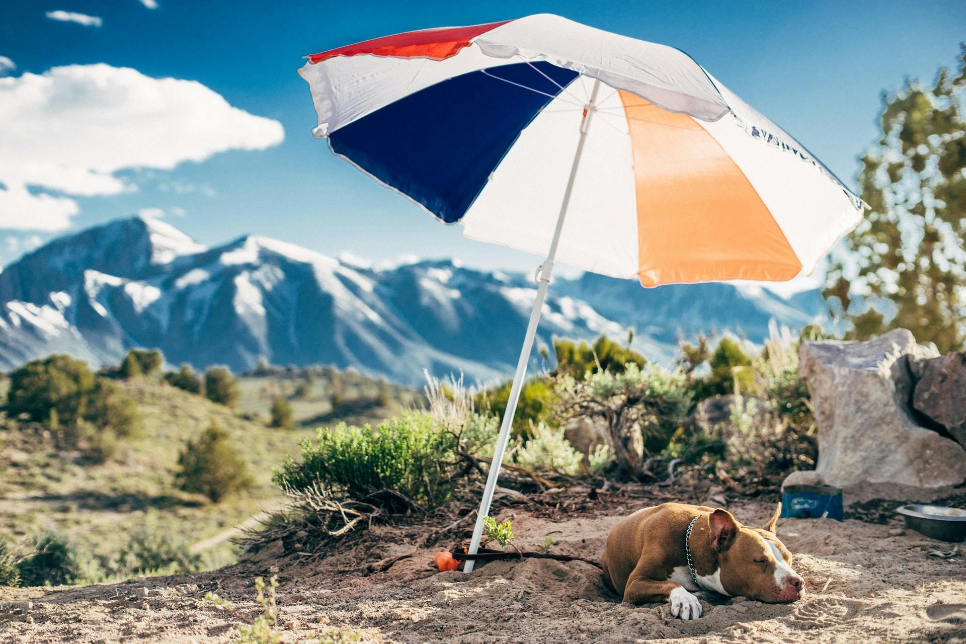 Dog laying under umbrella