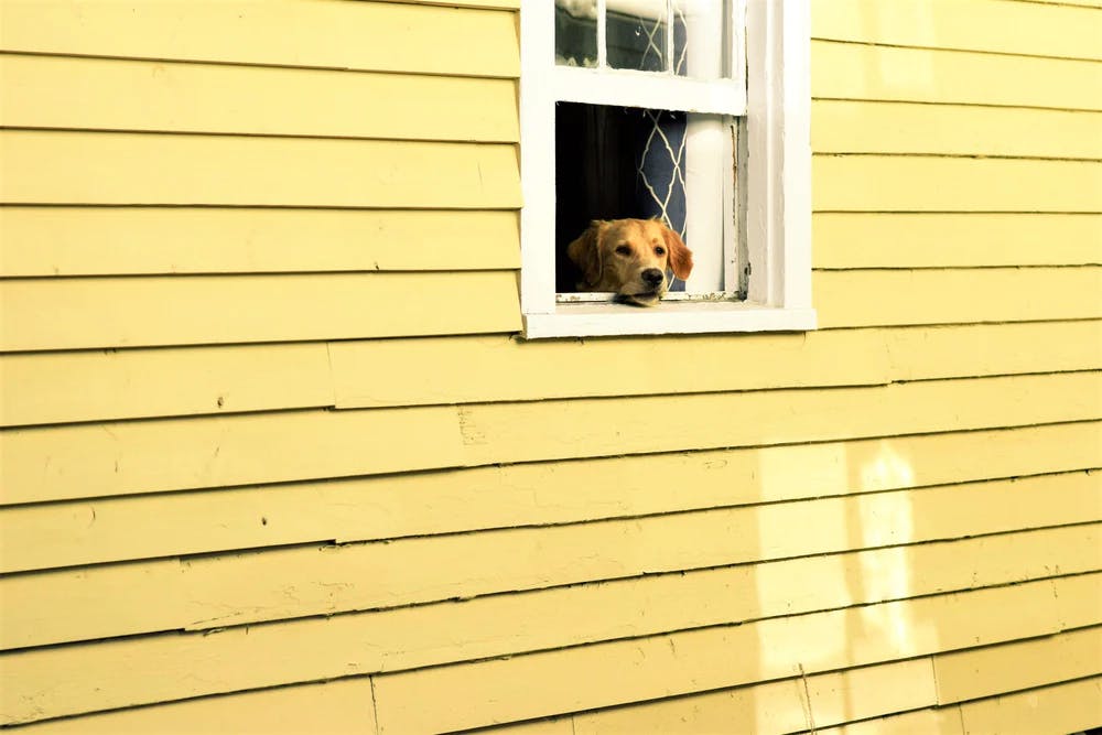 飼い主が外出するとき なぜ犬は吠えるのか