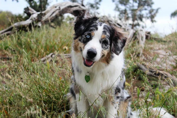 dog image