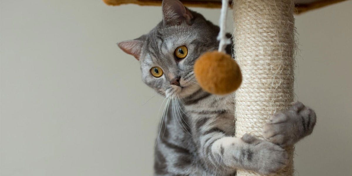 A photo of a gray tabby cat using a scratching post
