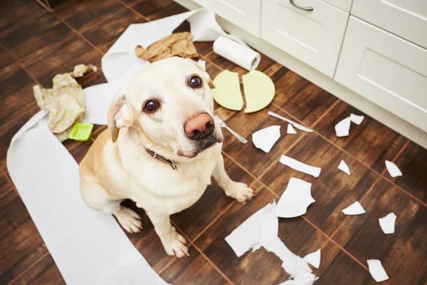 Dog with trash
