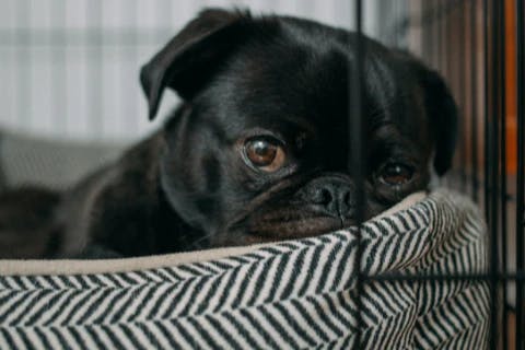 Dog image