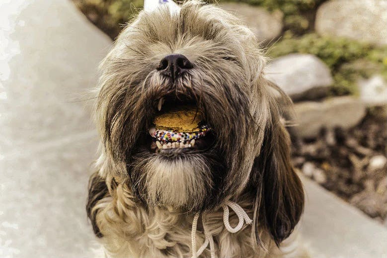 dogs with treats