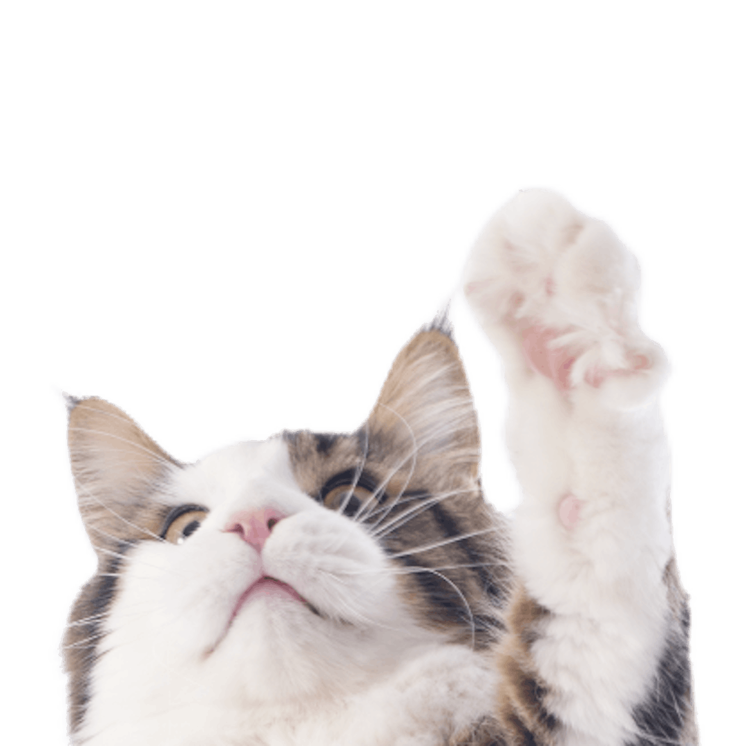 Chaton gris et blanc jouant avec un jouet en forme de plume jaune avec le bouton « chats de boutique »