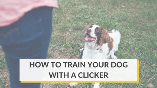 How to Clicker Train Your Dog