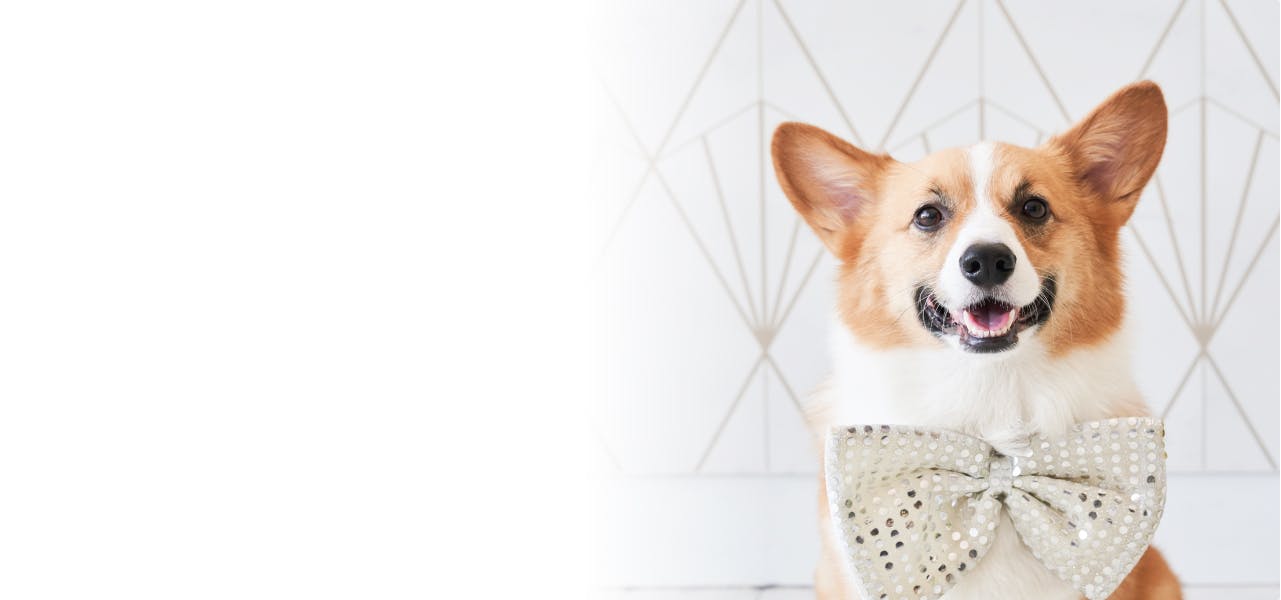 furbo dog diary