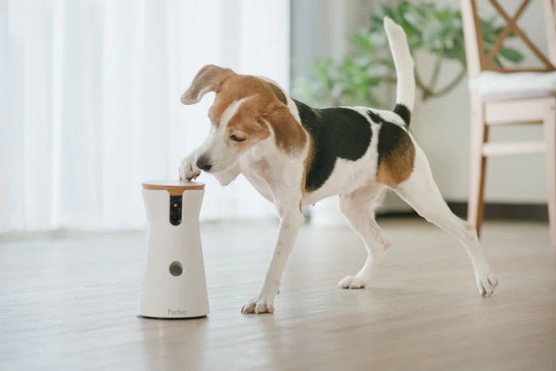 Ways to Keep Your Puppy Busy Indoors