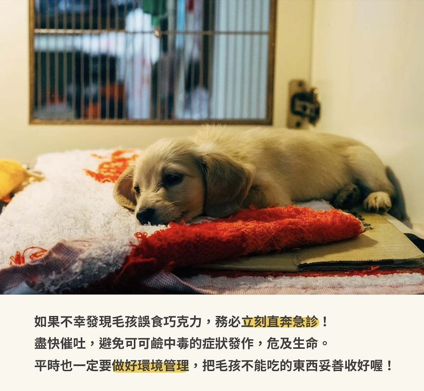 毛孩禁吃巧克力