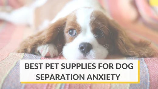 6 Supplies to Calm Your Dog's Separation Anxiety: Toys, Vest, Camera