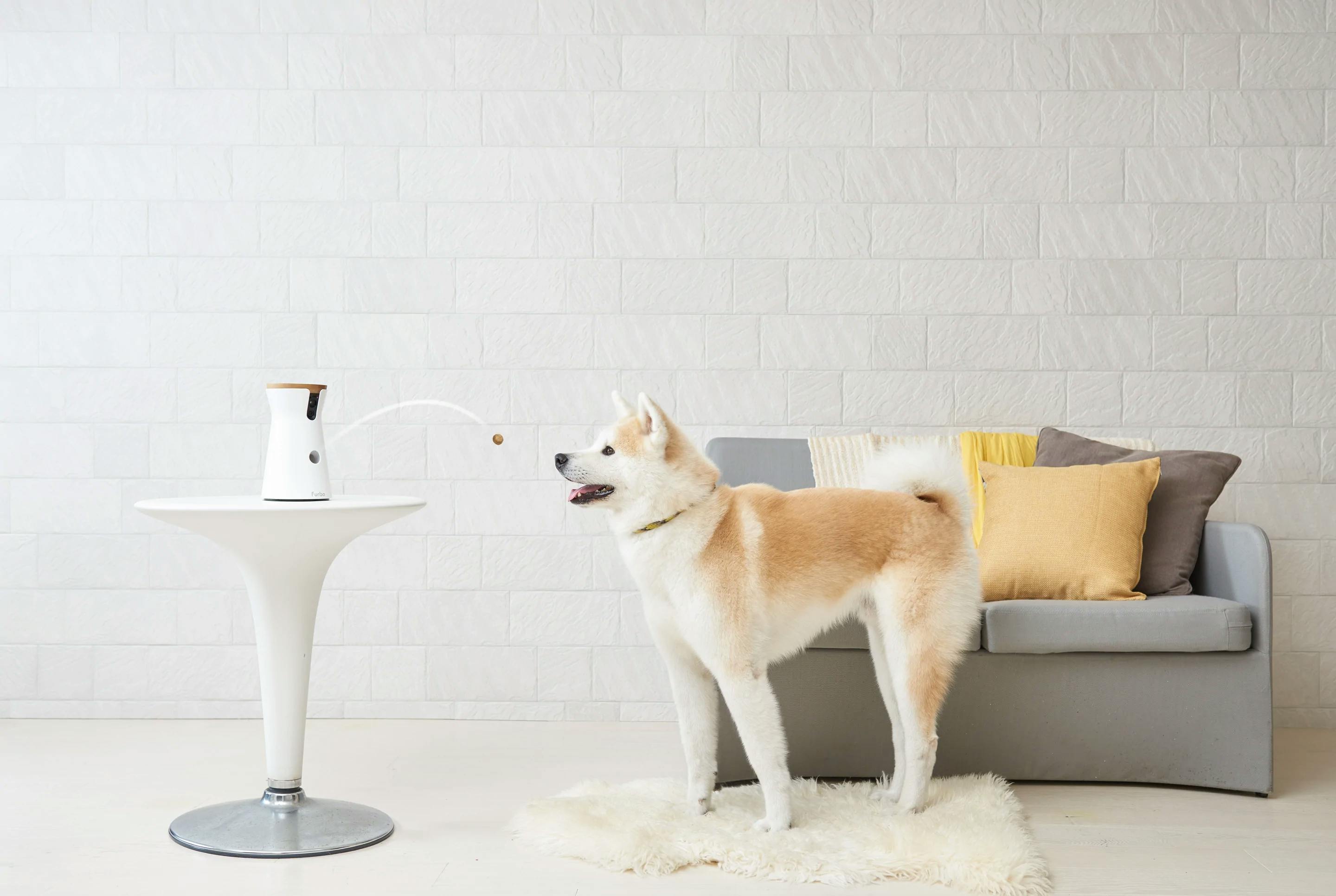 Add Furbo Dog Camera to your winter dog safety tools