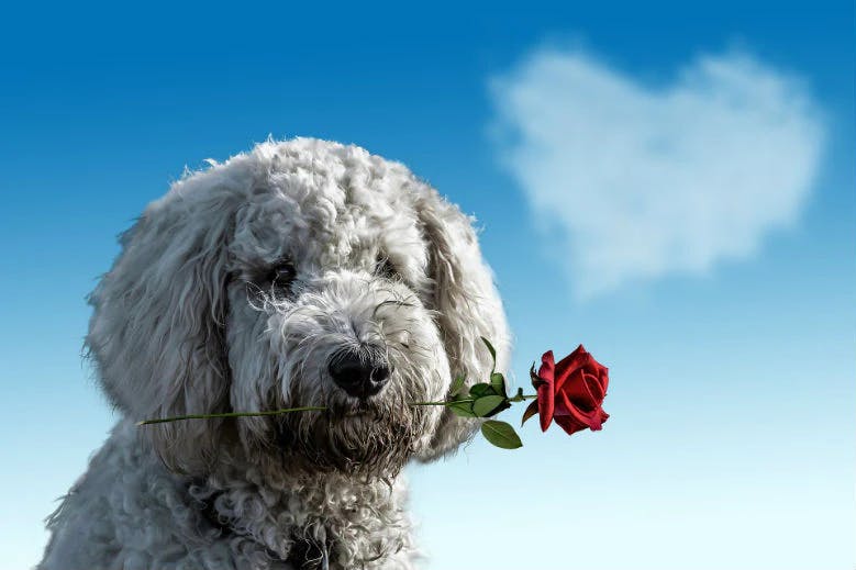 Best Valentine's Day Gifts for Dogs and Dog Lovers