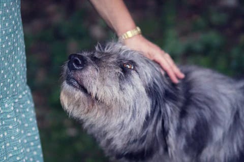 good dog image