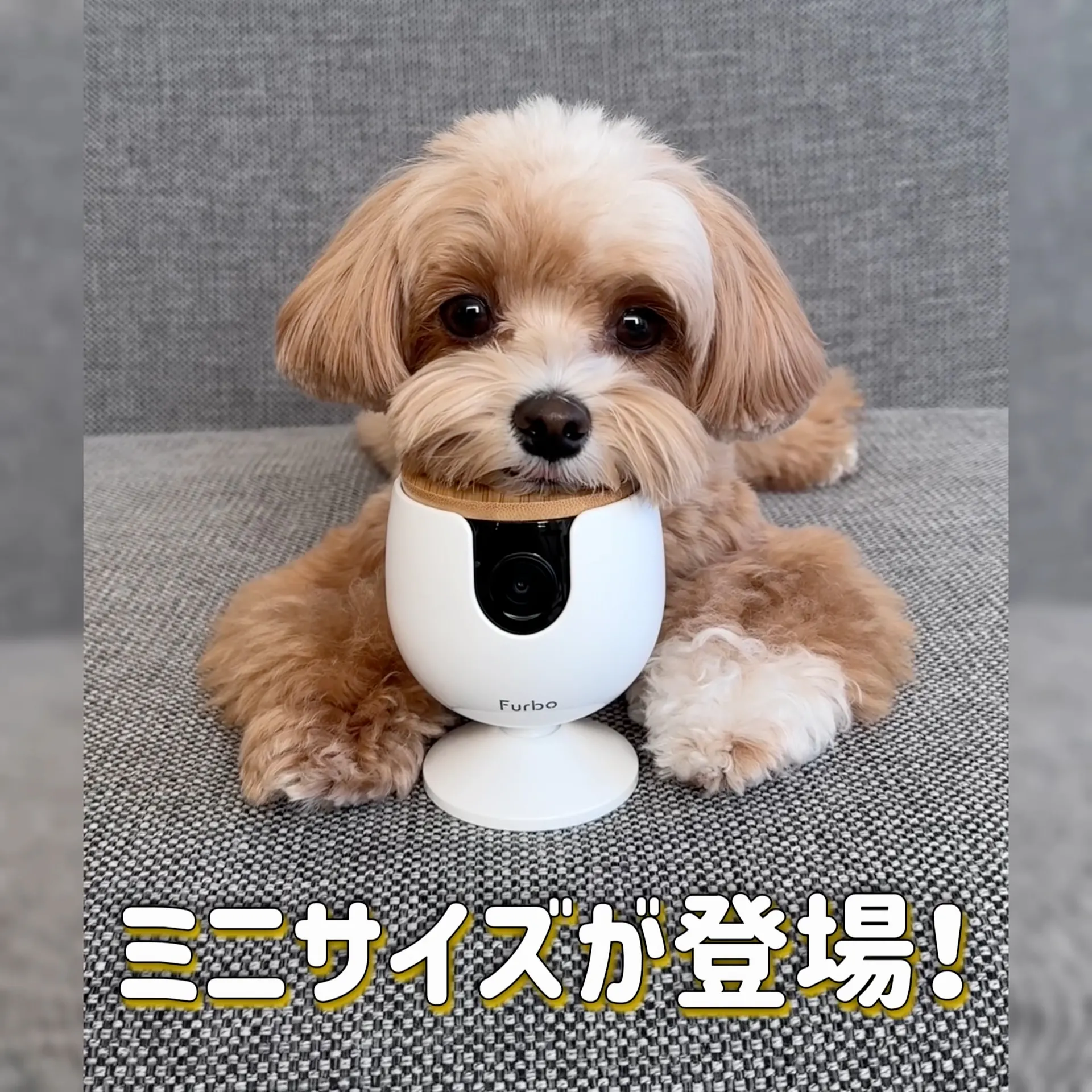 公式】Furboミニ | 最大80% OFFセール中? 最新AI搭載の小型ペットカメラ