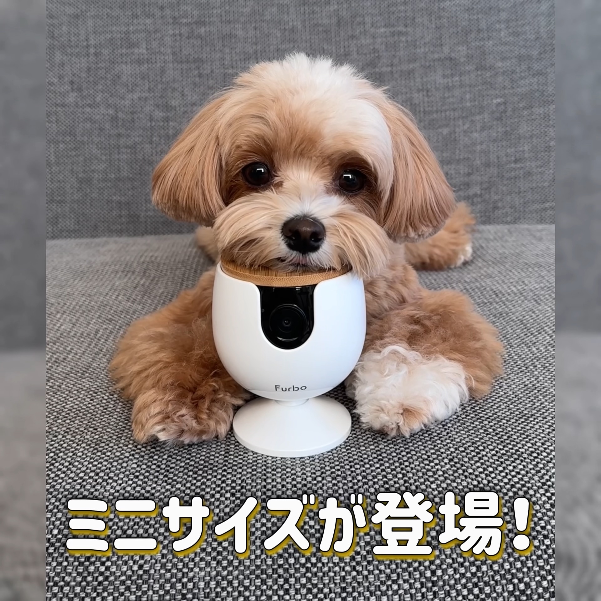 公式】Furboミニ | 最新AI搭載の小型ペットカメラ 公式】Furboミニ | 最新AI搭載の小型ペットカメラ