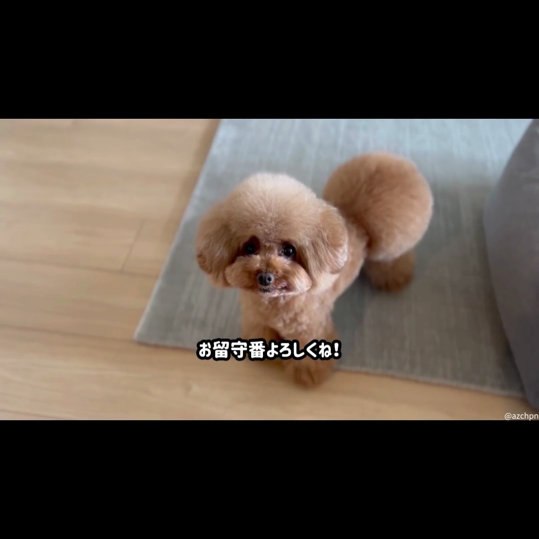 公式】Furboドッグカメラ 360°ビュー｜商品詳細