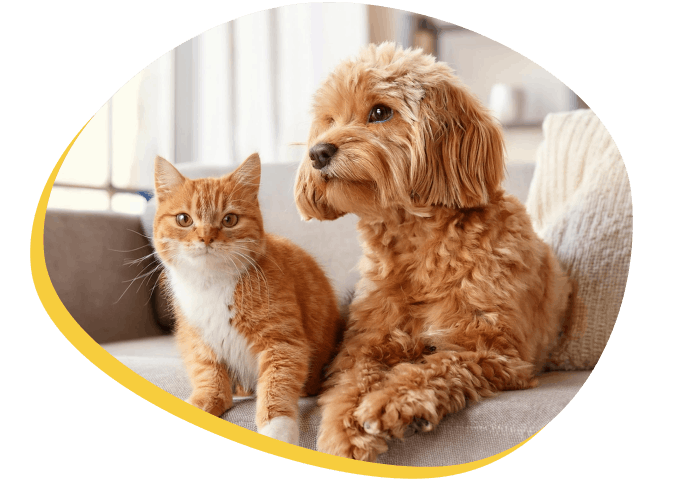 A cat and a dog sitting calmly together on a couch.