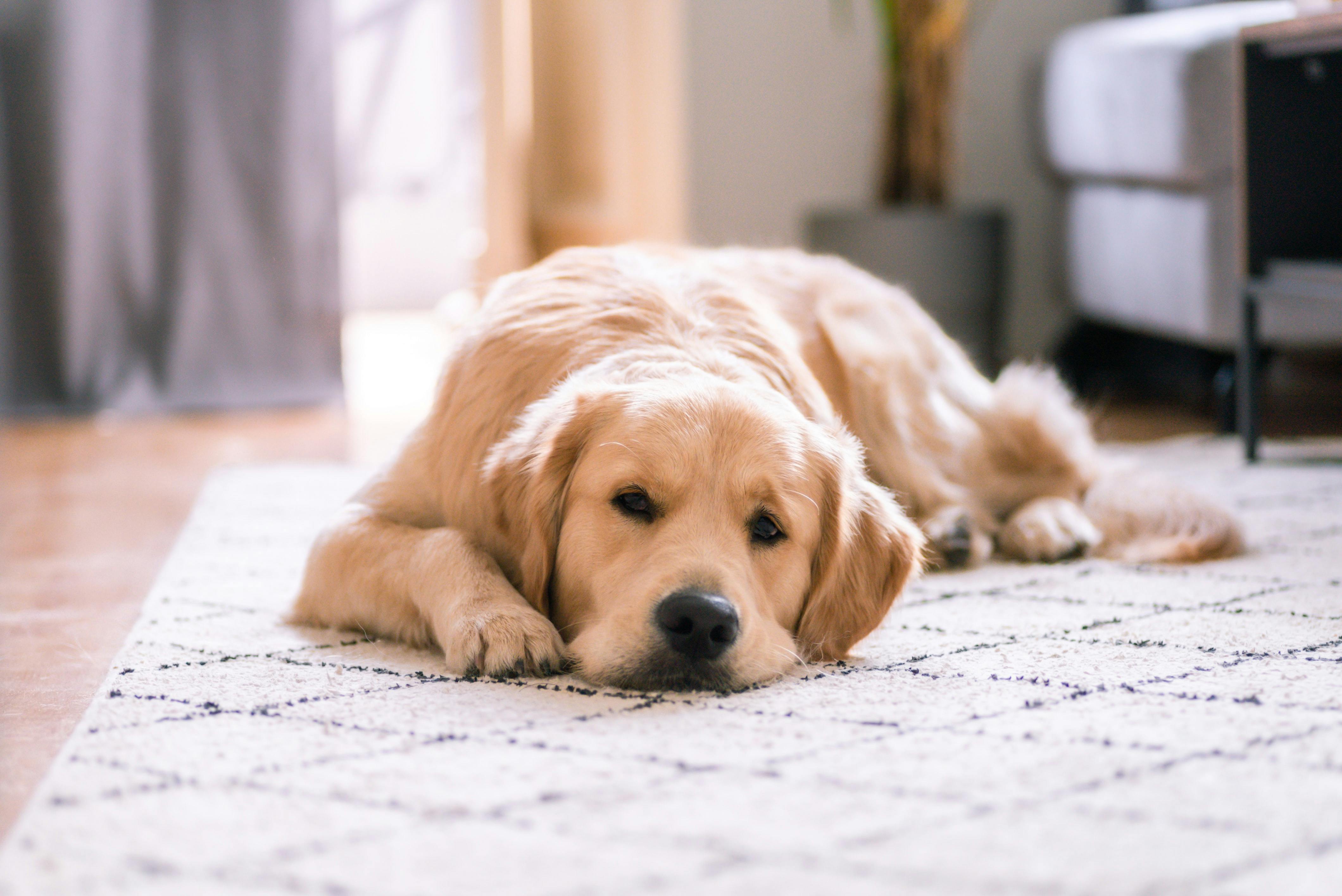 一隻趴在室內地毯上休息的黃金獵犬
